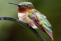 Attract Colorful Birds to Your Backyard: Proven Tips That Work