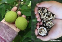 Foraging Wild Black Walnuts: Identification, Harvesting & Uses