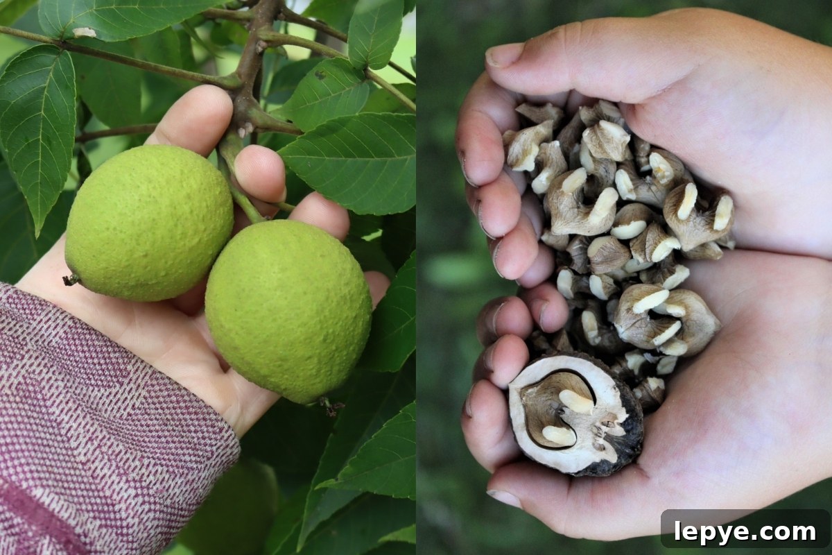 Foraging Black Walnuts