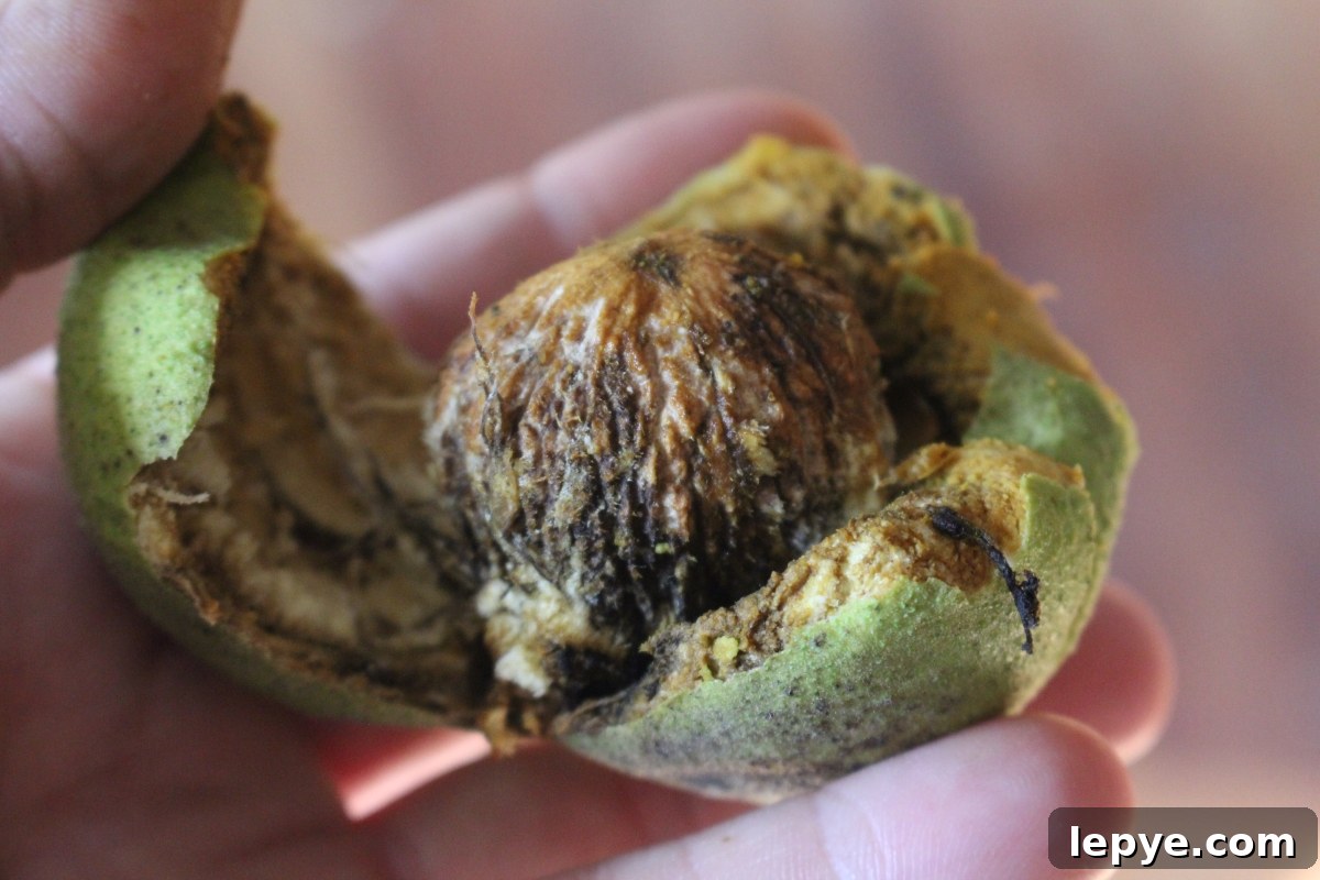 Husking Black Walnuts