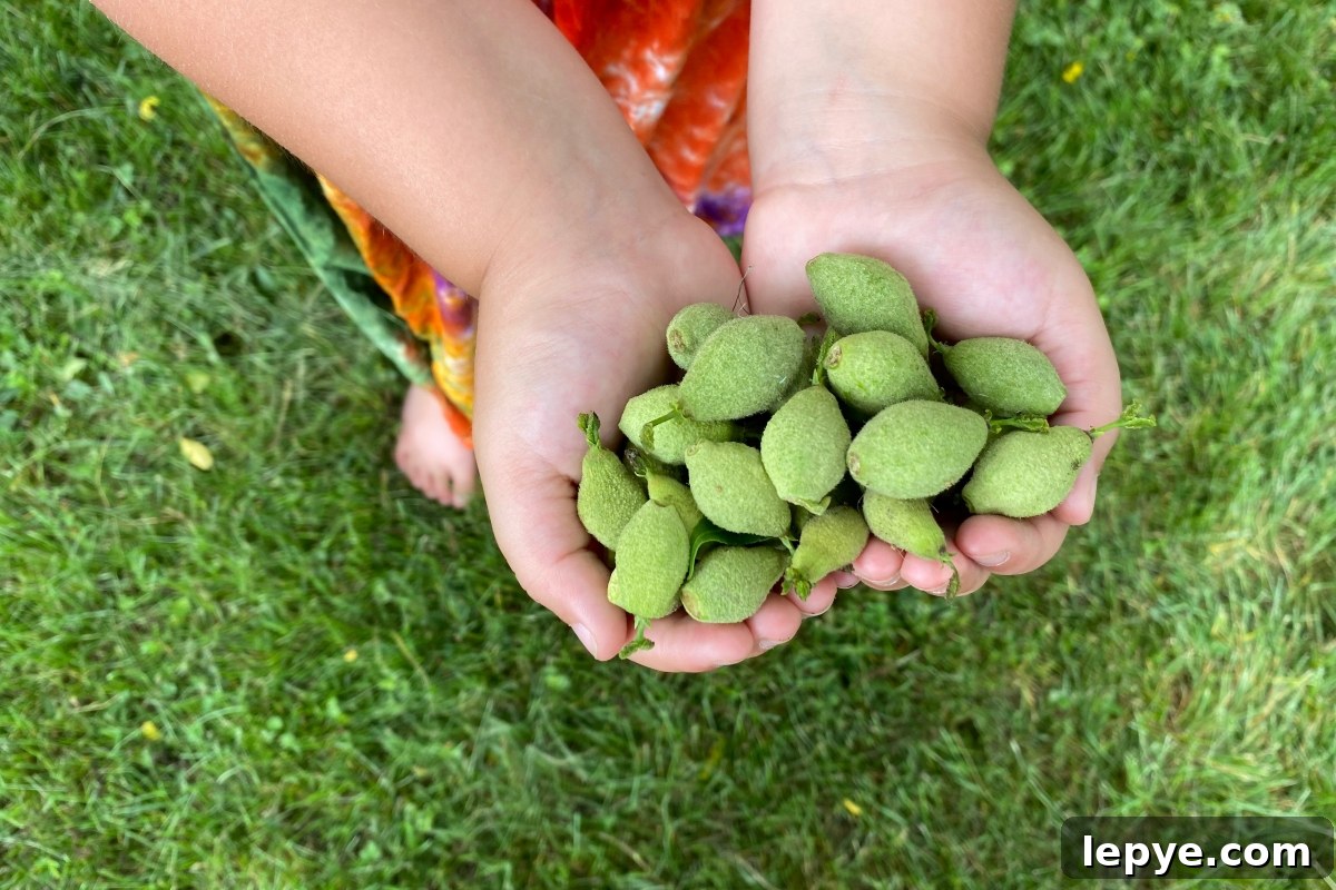 Green Walnut Recipes