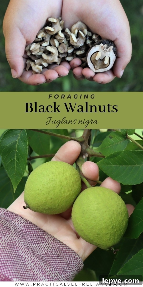 Foraging Black Walnuts (Juglans nigra)