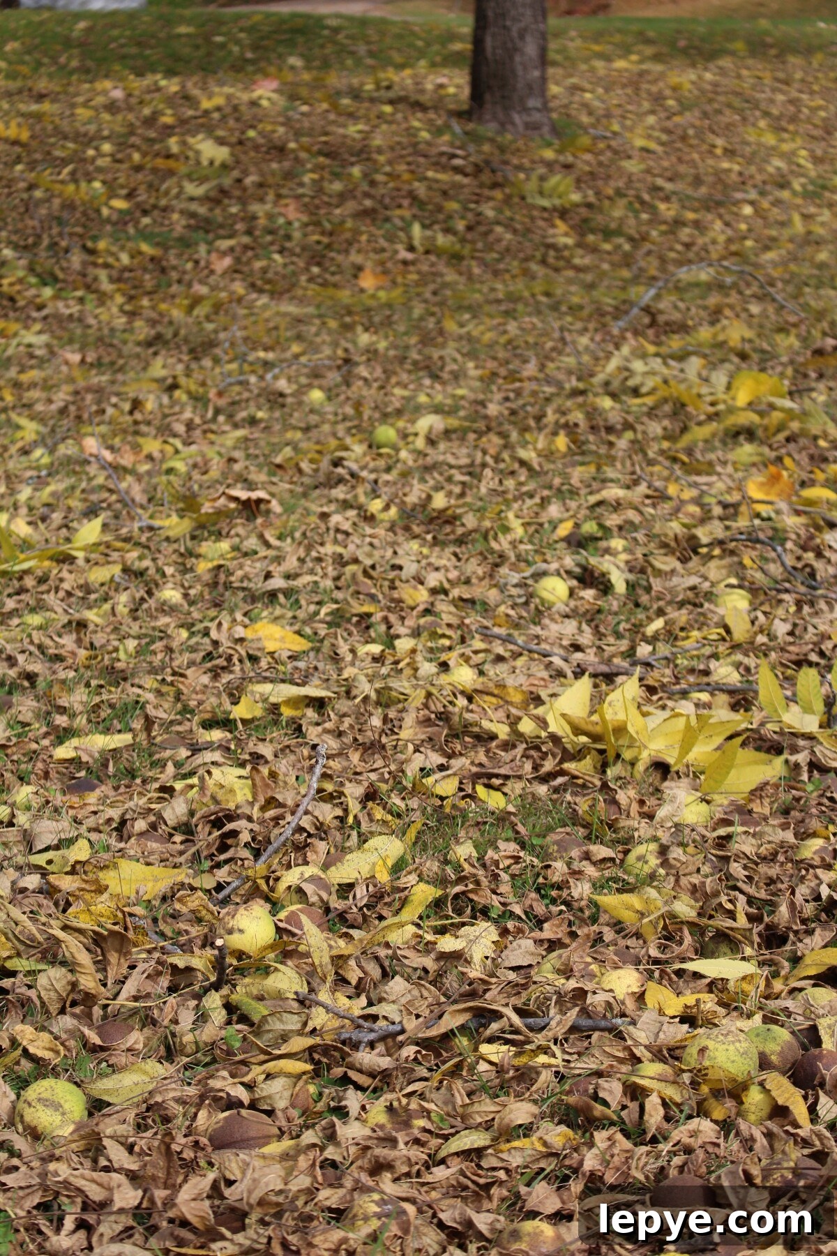 Fallen Black Walnuts