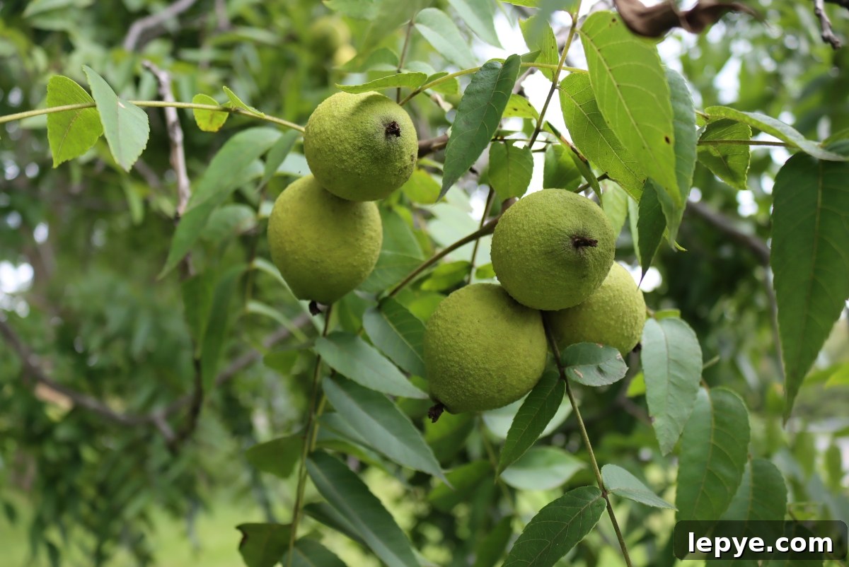 Black Walnut Clusters