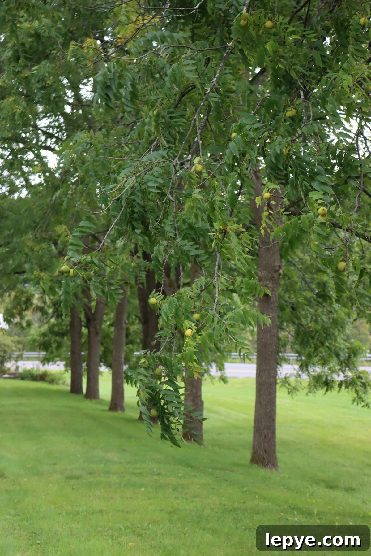 Line of Black walnut Trees