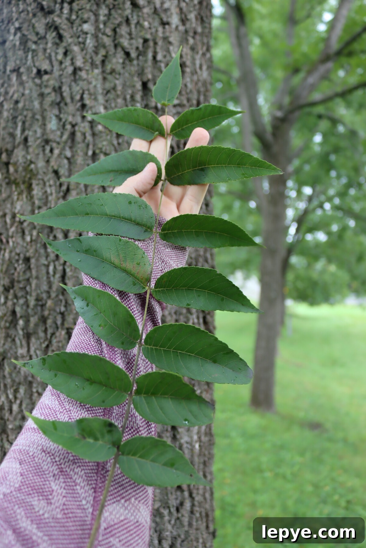 Black Walnut Leaves