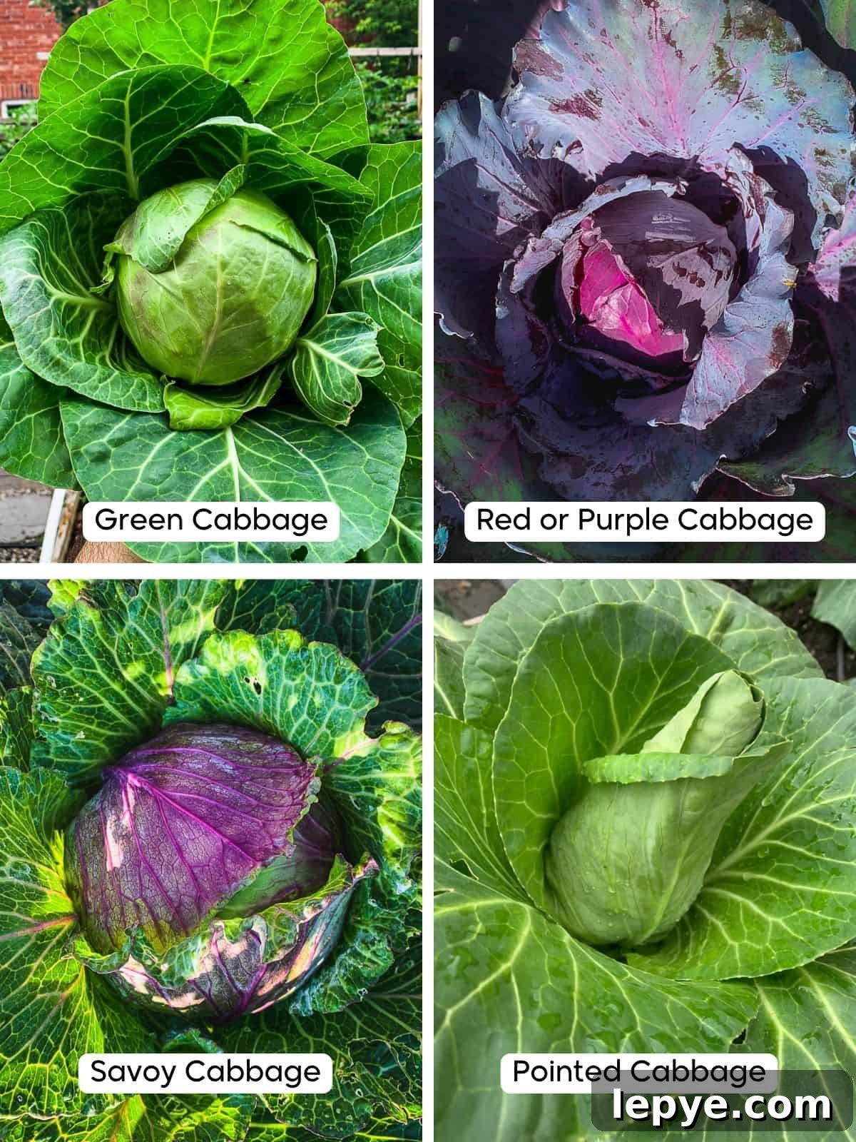 Growing Cabbage: A Complete Guide from Seed to Dinner Table 4 A collage of images showing the different types of cabbages.