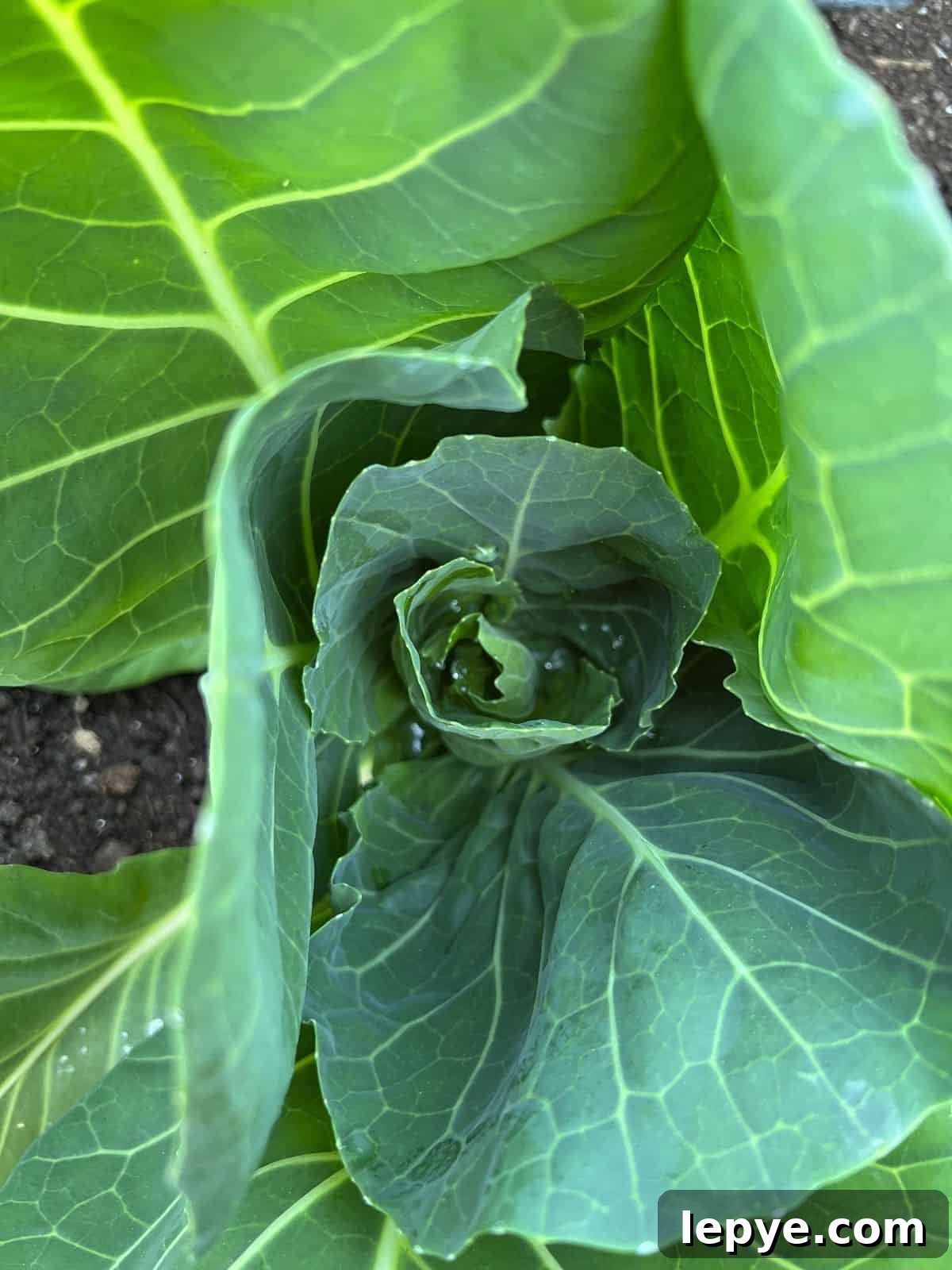 Growing Cabbage: A Complete Guide from Seed to Dinner Table 5 Young cabbage in the garden that has not yet started forming a head.