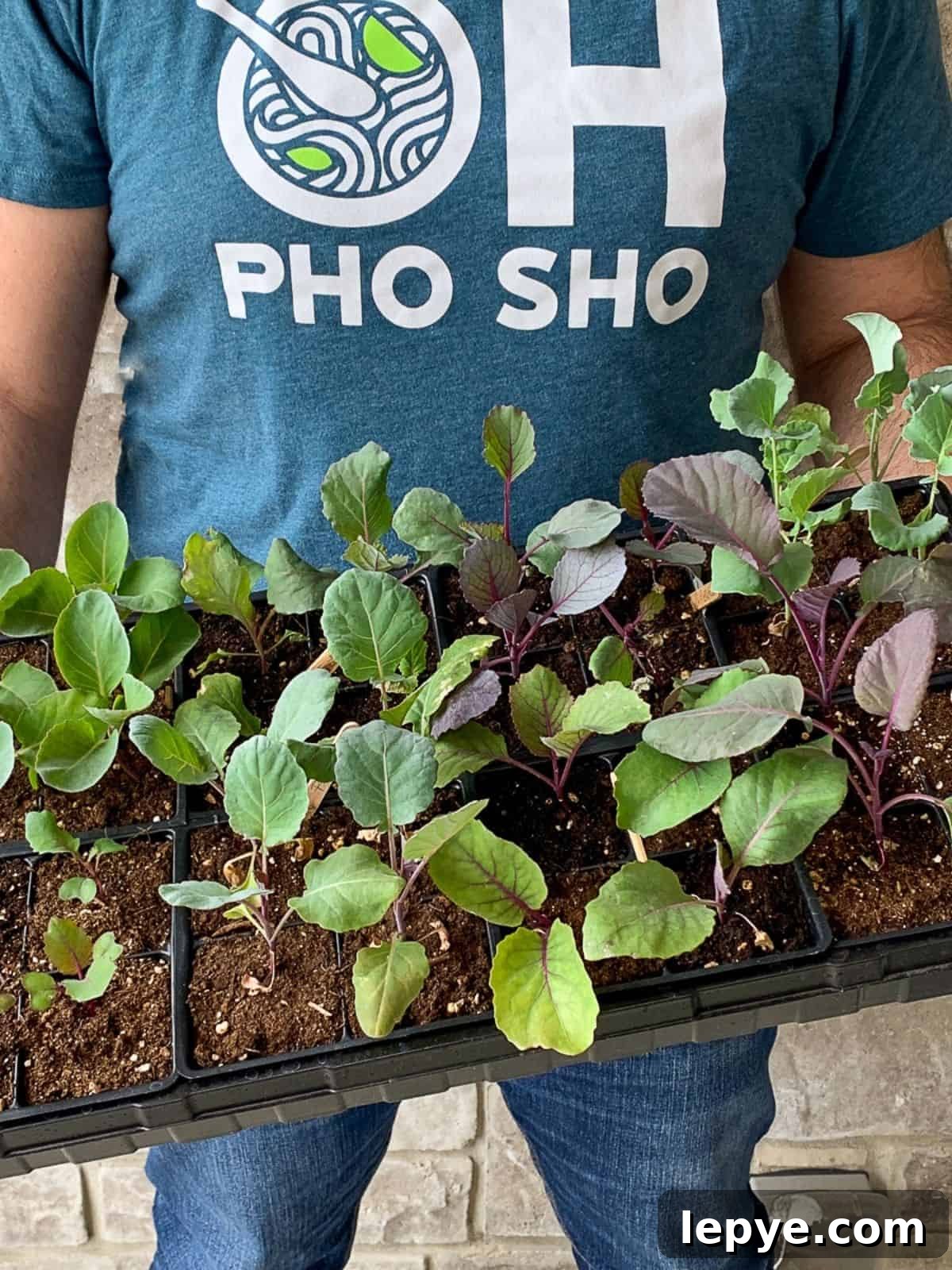 Growing Cabbage: A Complete Guide from Seed to Dinner Table 6 Holding a tray of brassica seedlings.