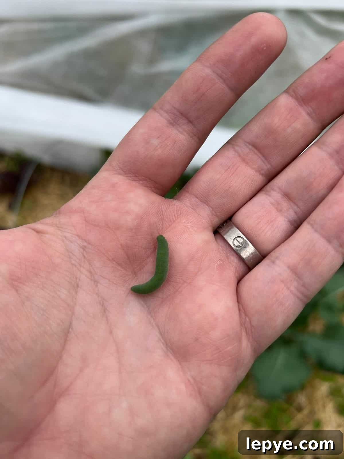 Growing Cabbage: A Complete Guide from Seed to Dinner Table 7 A cabbage worm in a hand.