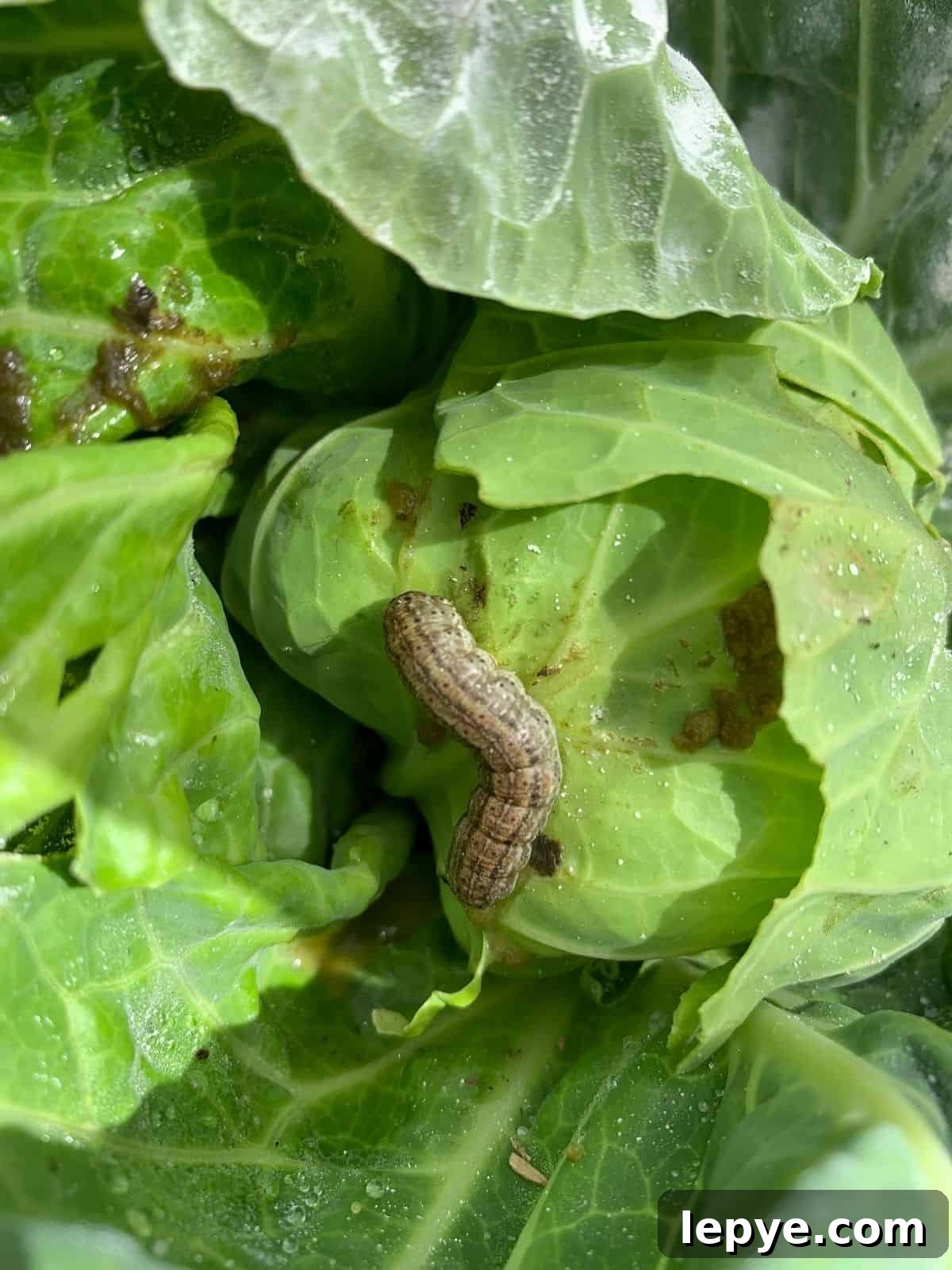 Growing Cabbage: A Complete Guide from Seed to Dinner Table 8 A cabbage worm destroying a head of cabbage.