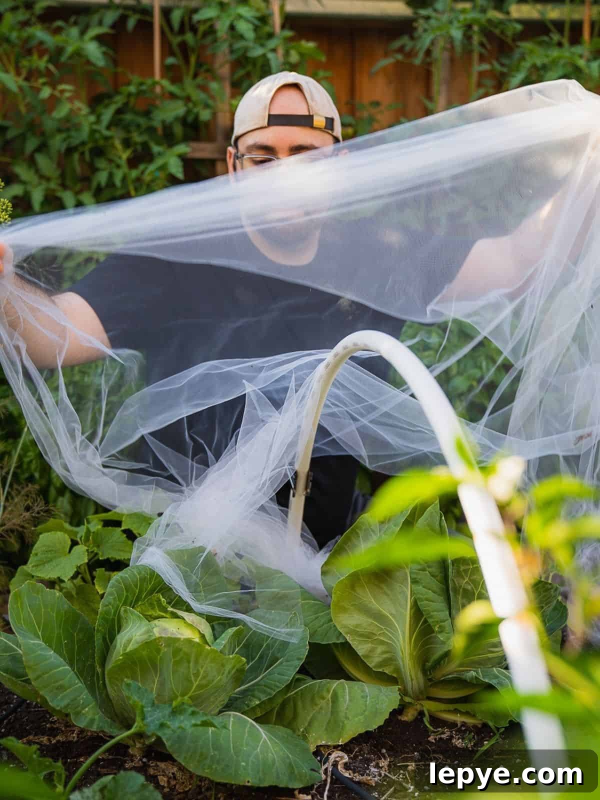 Growing Cabbage: A Complete Guide from Seed to Dinner Table 9 Covering a garden bed with insect barrier.